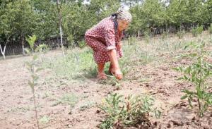 Seceta pune la pamant agricultura din Salaj