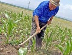 Despagubiri de batjocura pentru agricultorii afectati de seceta