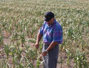 Ajutor palid pentru agricultorii afectati de seceta