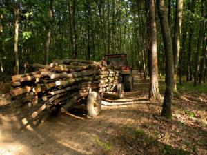 imagine-articol_31382