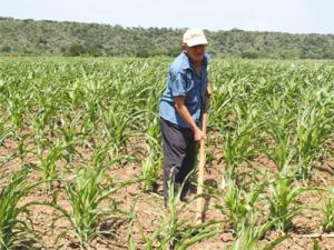 Infiintarea Camerelor Agricole se amana prin ordonanta de urgenta