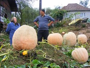 Dovleac de 60 de kilograme in gospodaria unui om din Gostila