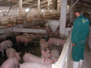 Crescatorii de porci fraieriti de Ministerul Agriculturii