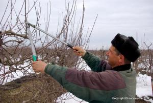 Lucrari agricole in ianuarie