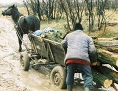 Localnicii din Pusta fura lemne cu nemiluita