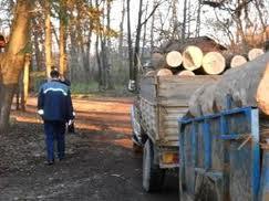 In Salaj se fura lemn, nu gluma