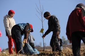 Plantarea de primavara a pomilor fructiferi