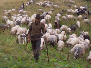 De azi se depun cererile pentru subventia la ovine si caprine pe 2013