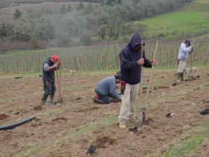 Infiintarea plantatiilor viticole