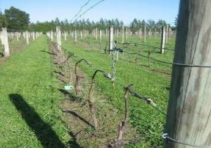 imagine-articol_34724