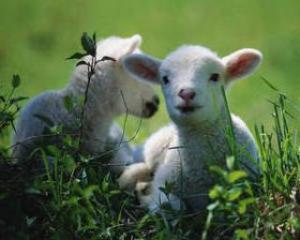 imagine-articol_34809