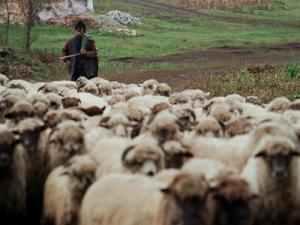 Mai marii oierilor nu vor contract de munca pentru ciobani