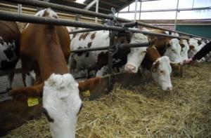 Crescatorii de bovine isi unesc fortele sa puna mai usor mana pe banii care li se cuvin