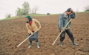 Agricultorii marunti care nu intra in colectiv nu mai pupa subventia