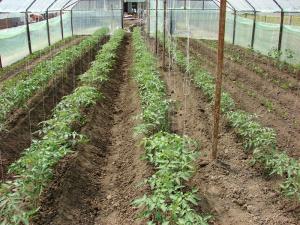 Ingrijirea tomatelor in solarii