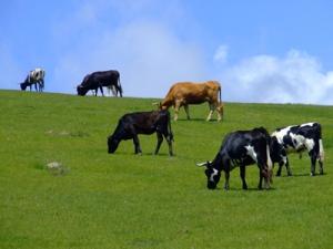 Pasunile intra in folosinta crescatorilor de animale in cel mult 30 de zile