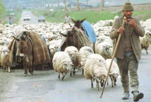 Fermierii refuza sa plateasca impozitele pe venit