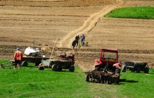 Fara impozit agricol pe culturile calamitate