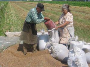 Salajenii se asteapta la productii mari de cereale