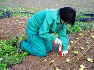 S-a dublat numarul operatorilor ecologici in agricultura salajeana