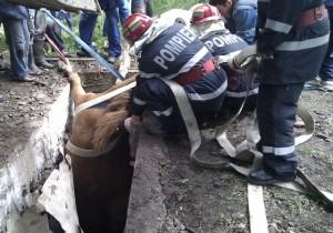 Pompierii au plimbat un caine cu barca pneumatica si au salvat un cal de la inec