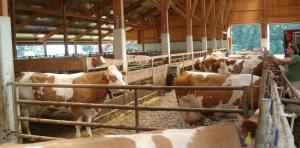 Cererile pentru subventii la bovine pe anul 2013 se depun in perioada 17 septembrie – 28 octombrie