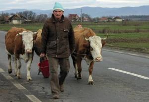 APIA Salaj preia cererile pentru subventia la bovine si in patru centre locale