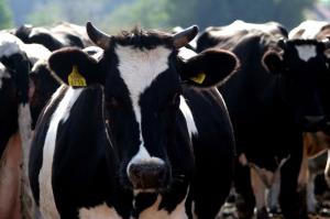 Cererile pentru subventia la bovine se depun pana in 28 octombrie