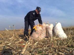 O femeie insotita de cinci minori a incercat sa faca nevazute peste 500 de kilograme de porumb