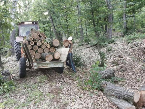 jandarmii-salajeni-au-fost-zilele-trecute-intr-un-maraton-pe-linie-de-infractiuni-silvice1_55785