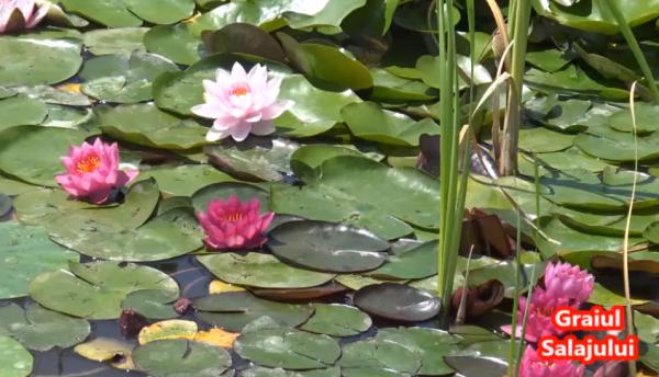 Jibou, vernisaj ‘Podoabele Gradinii’ la Gradina Botanica