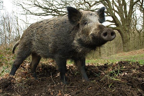 mai-bine-de-jumatate-din-salaj-este-sub-asediul-mistretilor-parlamentarii-dorm-in-papuci04_56322