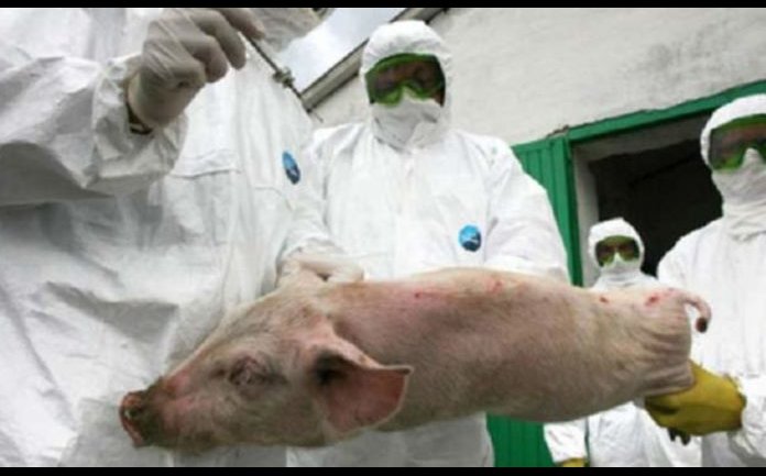 Focar de pestă porcină într-o fermă din Popeni. Vor fi sacrificați peste 1000 de porci