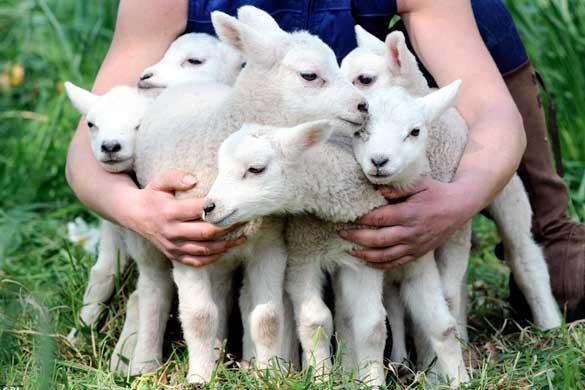 mielul-de-paste-vine-anul-acesta-la-pret-rezonabil0_55036