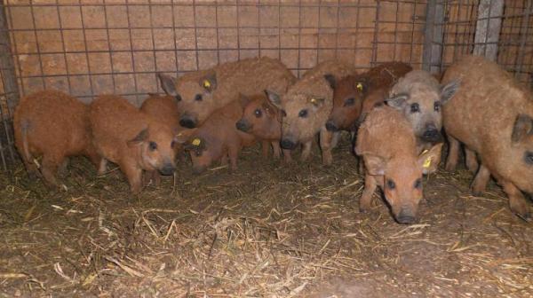 ministerul-agriculturii-hotarat-sa-dea-gratis-purcei-din-rasele-bazna-si-mangalita-in-valoare-de-46-milioane-de-lei01_58338