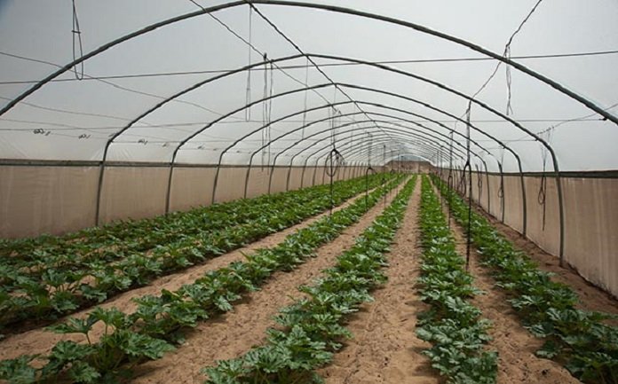 Ministerul Agriculturii vine in sprijinul micilior producatori