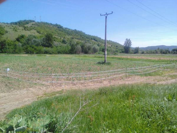 mistretii-intra-in-gradinile-caselor-si-fac-praf-munca-gospodarilor0_55646