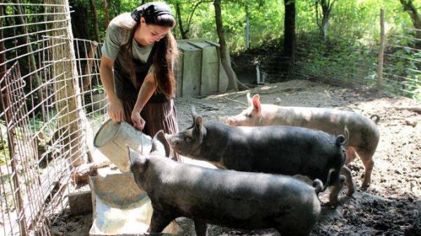 Nu mai ai voie sa ai mai mult  de cinci porci in gospodarie  daca nu iti faci firma de profil