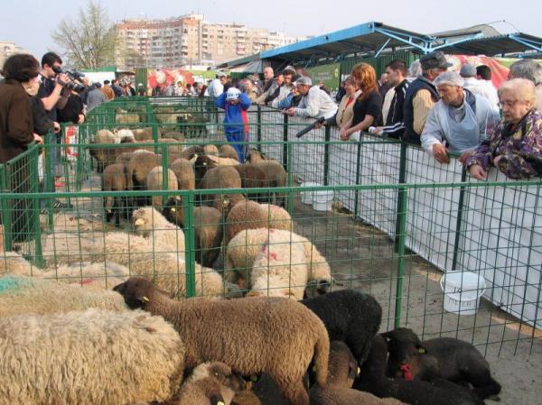 nu-va-fi-usor-sa-facem-rost-de-miel-de-pasti01_54809