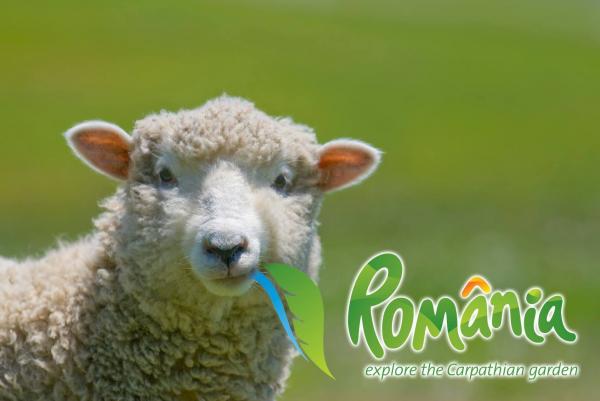 o-facem-de-oaie-ca-avem-talentul0_55681