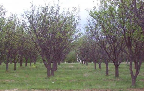 Oficiul Fitosanitar Salaj atrage atentia la prevenirea intoxicatiilor  cu pesticide la oameni si albine  in urma tratamentelor fitosanitare