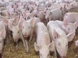 Pe cei peste 50.000 de porci din Salaj  si pe cei care ii cresc ii paste nenorocirea