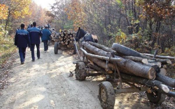 Politistii au prins in doua zile 29 de hoti  de lemne, de la care au confiscat 20 de metri cubi de masa lemnoasa