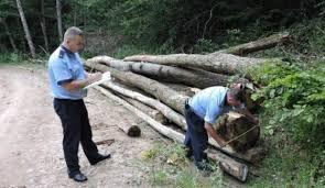 politistii-salajeni-au-prins-un-maramuresean-care-furat-din-ileanda-40-de-care-cu-lemn0_57154
