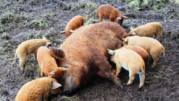 Porci de la Nusfalau, pentru un fermier din Aghires