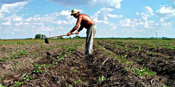 pretul-terenurilor-agricole-n-a-crescut-tare-mult-dar-cel-al-padurilor-s-a-ridicat-binisor-fata-de-anii-anteriori08_58536