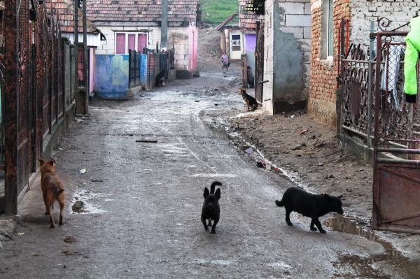 Primaria Jibou anunta un program-bomba  sa scape de saracie orasul de pe Somes,  totul cat ai zice peste, in urmatorii doi ani