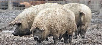 primii-purcei-din-rasele-bazna-si-mangalita-dati-gratis-in-salaj0_59213