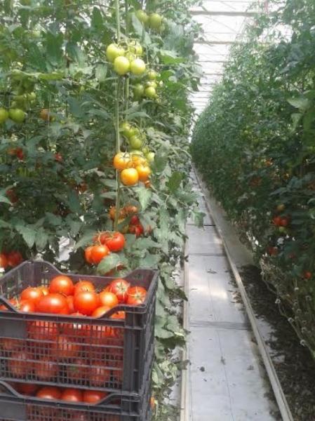 producatori-salajeni-iau-bani-buni-pentru-cultura-de-rosii-in-solarii0_57693