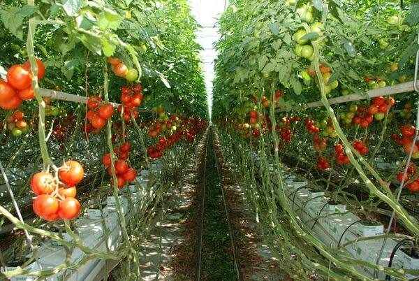 Programul tomate: 20 de producatori salajeni au primit ajutor in valoare totala de 279.828 lei